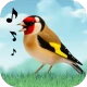 Vogelstimmen icon