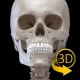 골격 | 3D 해부도 icon