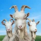 Goat Simulator 3 icon