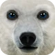 Ultimate Arctic Simulator icon