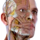 Visual Anatomy 3D - Human body icon
