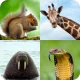 Animal Quiz: Guess the Animal icon