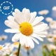 Guten Morgen & Guten Nacht Gif icon