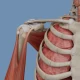 VOKA Anatomy Pro icon