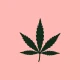 Expo Cannabis Argentina icon