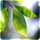Fresh Leaves icon
