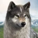 Wolvenspel icon