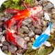 3D Fish Tank Live Wallpaper icon