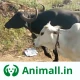 गाय भैंस वाला ऐप - Animall icon