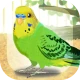 癒しのインコ育成ゲーム icon