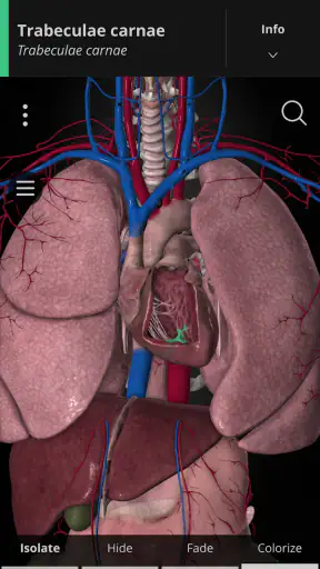 Anatomyka - 3D Anatomy Atlas screenshot