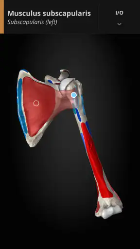 Anatomyka - 3D Anatomy Atlas screenshot
