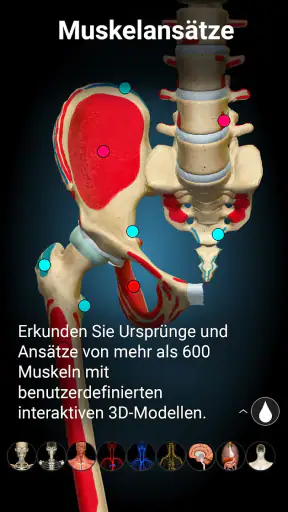 3D-Anatomie - Anatomy Learning screenshot