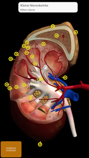 Anatomie - 3D Atlas screenshot