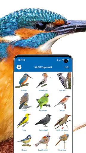 NABU Vogelwelt Vögel Bestimmen screenshot