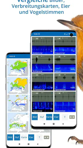 NABU Vogelwelt Vögel Bestimmen screenshot