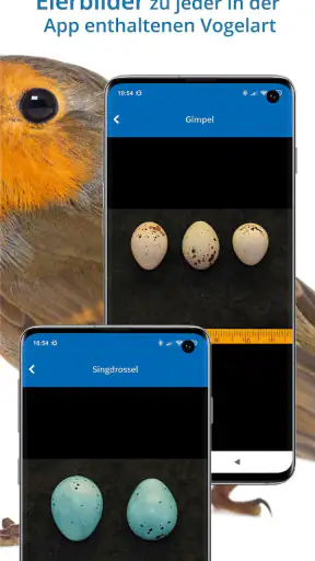 NABU Vogelwelt Vögel Bestimmen screenshot
