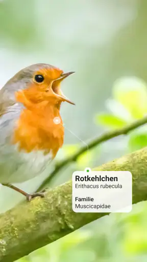 Picture Bird - Vögel bestimmen screenshot