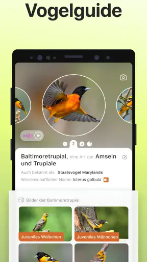 Picture Bird - Vögel bestimmen screenshot