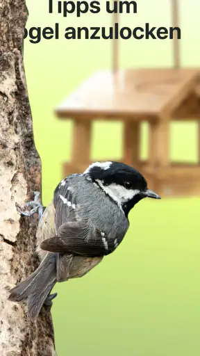 Picture Bird - Vögel bestimmen screenshot