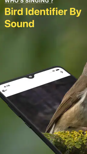 Vogelstimmen Erkennungs App screenshot