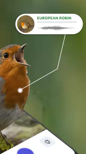 Vogelstimmen Erkennungs App screenshot