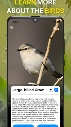 Vogelstimmen Erkennungs App screenshot