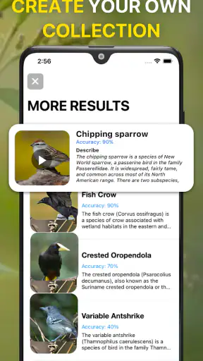 Vogelstimmen Erkennungs App screenshot