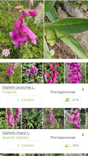 PlantNet Plant Identification screenshot