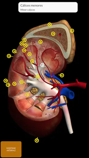Anatomía - Atlas 3D screenshot