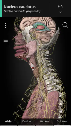 Anatomyka - Anatomía 3D screenshot