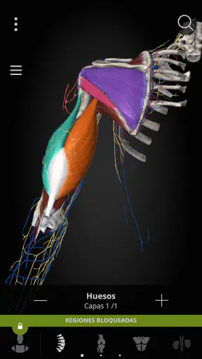 Anatomyka - Anatomía 3D screenshot