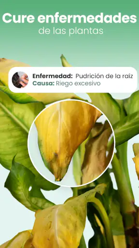 Blossom - Identifique plantas screenshot
