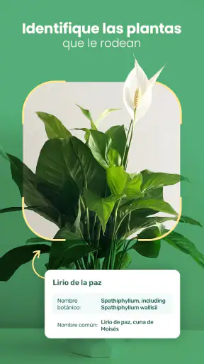 Blossom - Identifique plantas screenshot