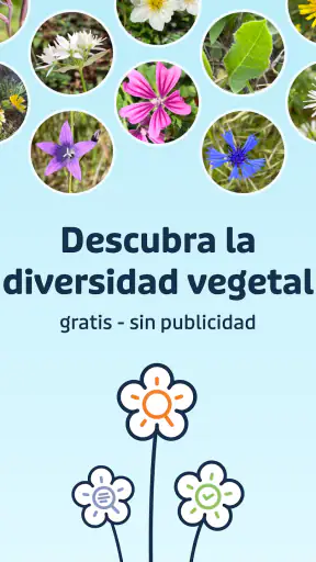 Flora Incognita screenshot