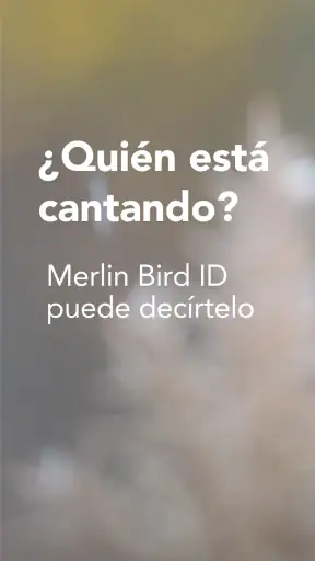 Merlin Bird ID de Cornell Lab screenshot