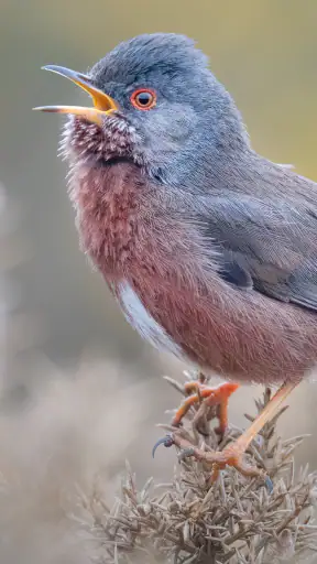 Merlin Bird ID de Cornell Lab screenshot