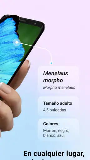 Picture Insect - Insectos ID screenshot