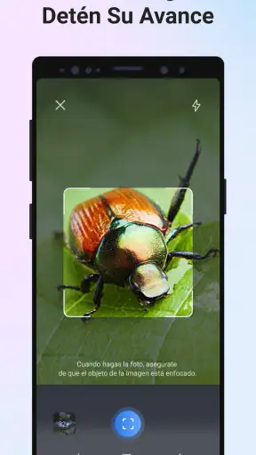 Picture Insect - Insectos ID screenshot