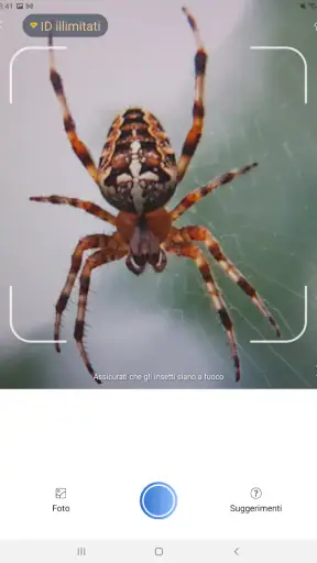 Picture Insect - Insectos ID screenshot