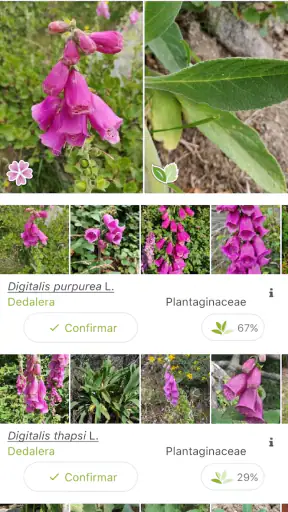 PlantNet Identifica Plantas screenshot