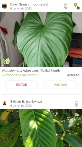 PlantNet Identifica Plantas screenshot
