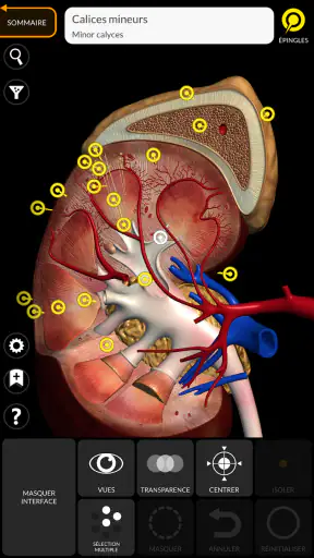 Anatomie - Atlas 3D screenshot