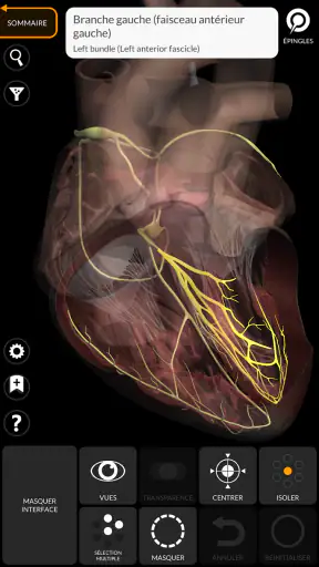 Anatomie - Atlas 3D screenshot