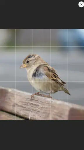 Drawing Grid screenshot