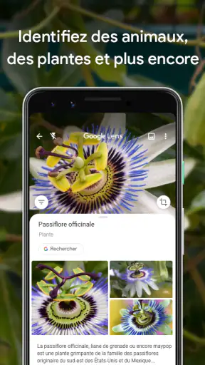 Google Lens screenshot