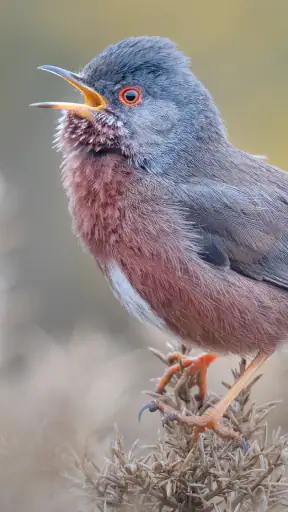 Merlin Bird ID par Cornell Lab screenshot