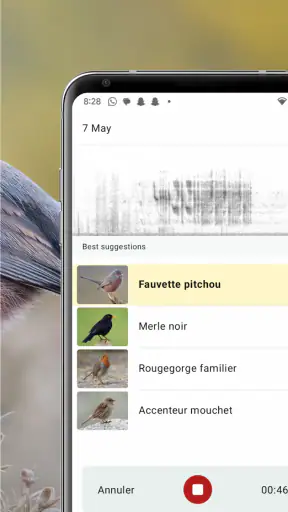 Merlin Bird ID par Cornell Lab screenshot