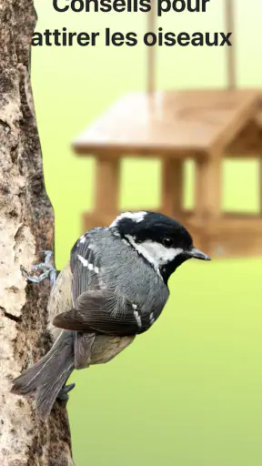 Picture Bird - Bird Identifier screenshot