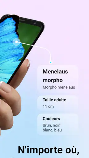 Picture Insect - Insectes ID screenshot